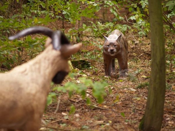Longlife Luchs